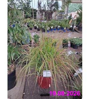 Pennisetum mix C 12 L